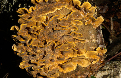 Striegeliger Schichtpilz (Stereum hirsutum ) - © Heinz Prelicz